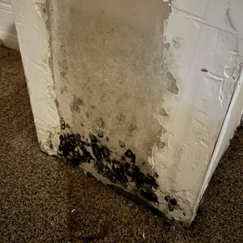 Professional Mold Removal in Taos, MO